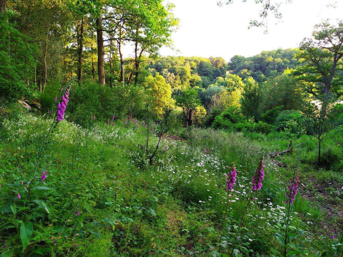Les Gites Des Beaux Chenes Mortagne-sur-Sevre Exteriör bild