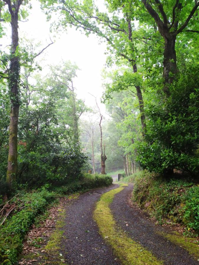 Les Gites Des Beaux Chenes Mortagne-sur-Sevre Exteriör bild